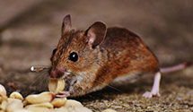 24 Hour & Emergency Exterminators in Holtsville, NY